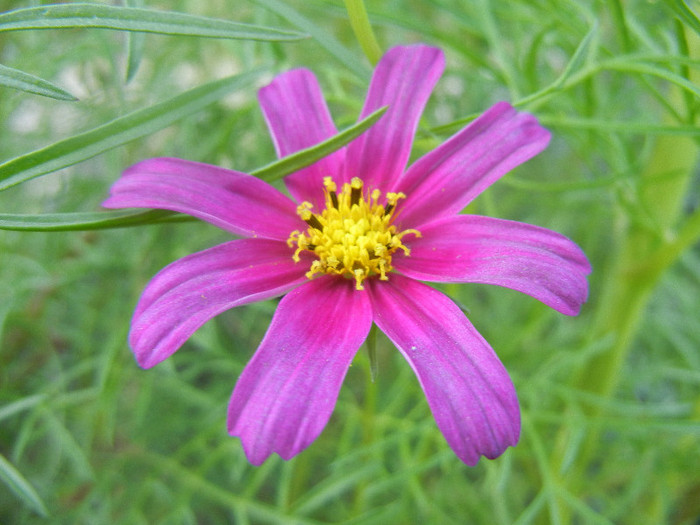 Cosmos bipinnatus (2012, Sep.25)