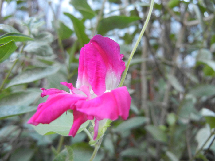 Double Pink Morning Glory (2012, Sep.23)
