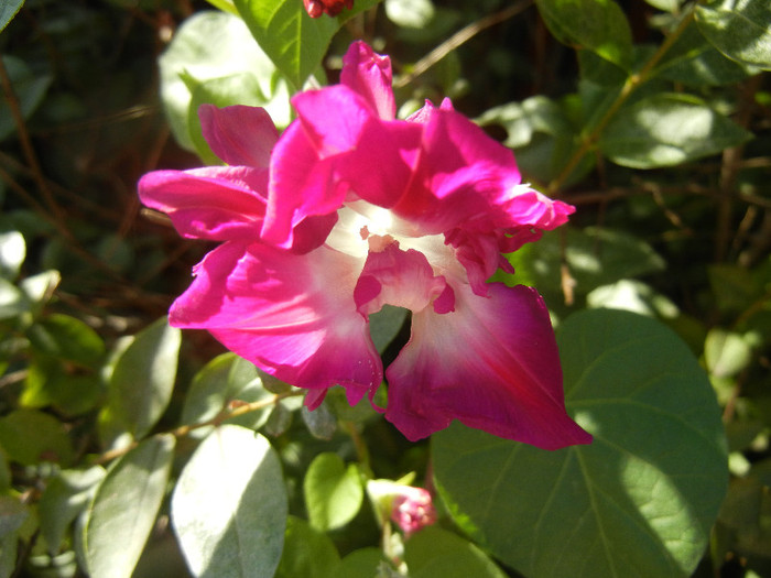 Double Pink Morning Glory (2012, Sep.24)