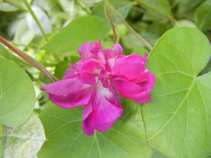Double Pink Morning Glory (2012, Sep.25) - Double Pink Ipomoea Nil