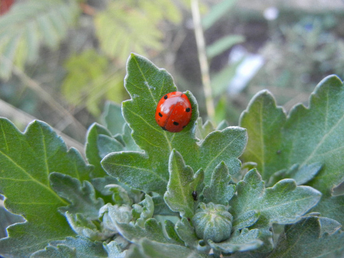 Ladybug_Buburuza (2012, Sep.23) - Ladybug Red