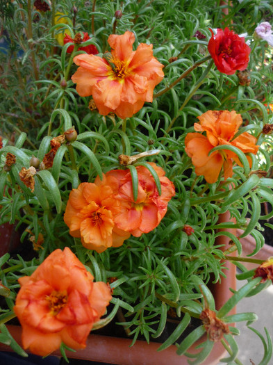 P1160274 - Flori de piatra