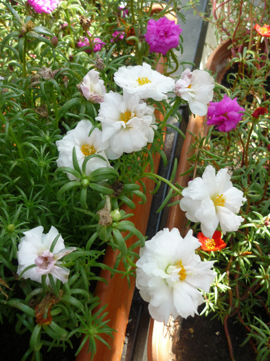 P1160275 - Flori de piatra