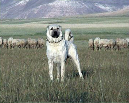 kangal1 - KANGAL MARELE CIOBANESC TURCESC