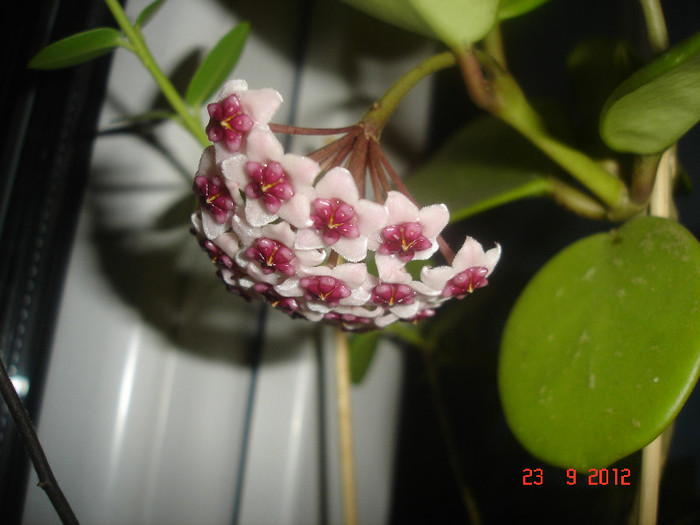 23.09.12 - Hoya Obovata