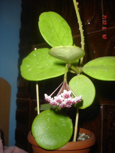 24.09.12 - Hoya Obovata