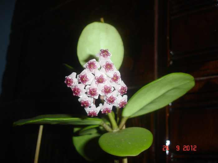 24.09.2012 - Hoya Obovata