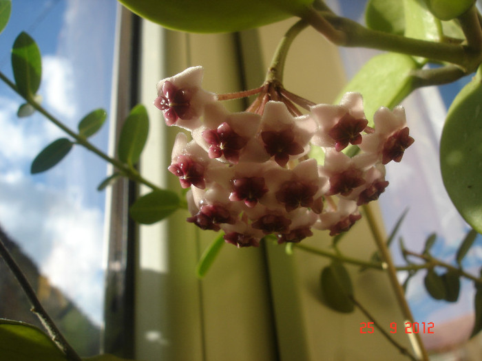 25.09.12 - Hoya Obovata