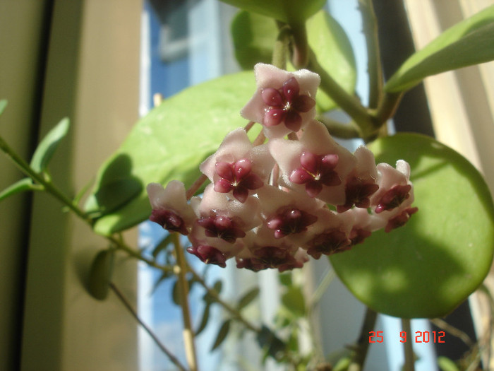 25.09.12 - Hoya Obovata