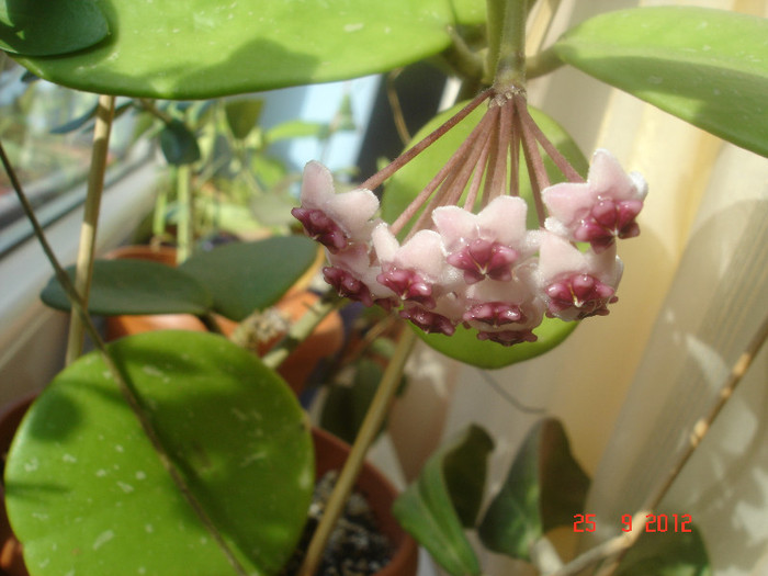 DSC05705 - Hoya Obovata