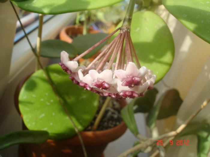 DSC05706 - Hoya Obovata