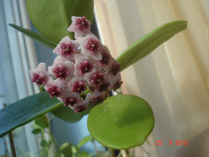 25.09.12 - Hoya Obovata