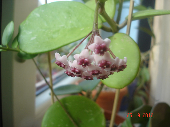 DSC05709 - Hoya Obovata