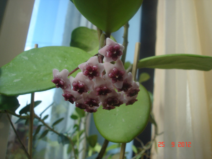 DSC05710 - Hoya Obovata