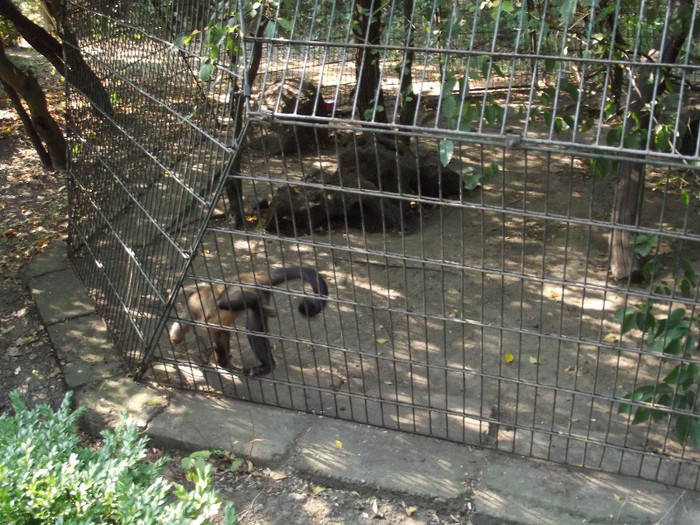 DSCF2948 - gradina zoologica TARGU MURES