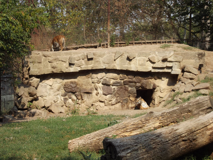 DSCF2964 - gradina zoologica TARGU MURES