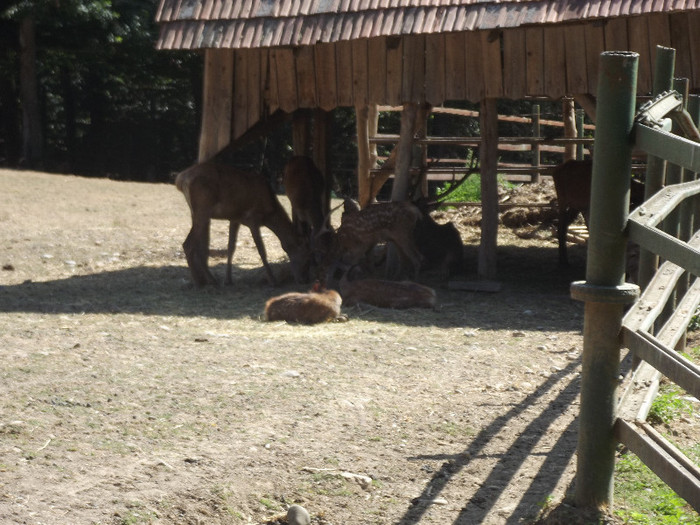 DSCF2712 - gradina zoologica TARGU MURES