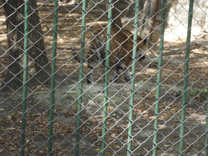 DSCF2715 - gradina zoologica TARGU MURES