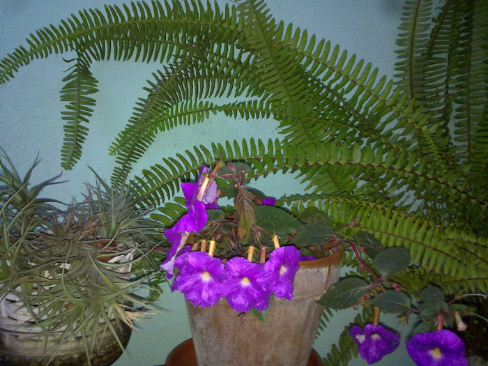 colt de jungla - florile din balcon