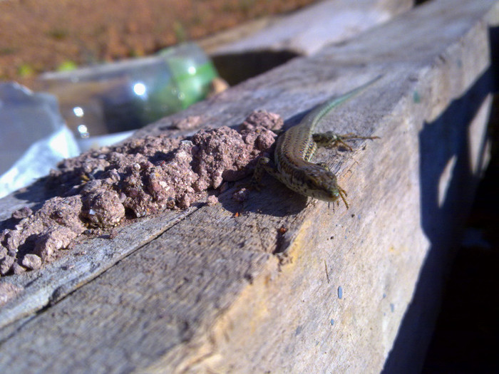 inima-i batea   fff repede..eu la foto - plante  insecte  viata