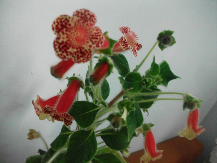 Picture 290 - flori de apartament in septembrie