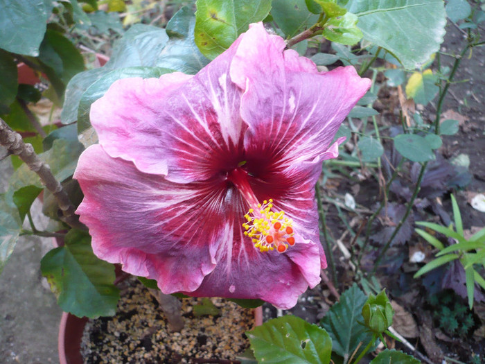 P1180534
