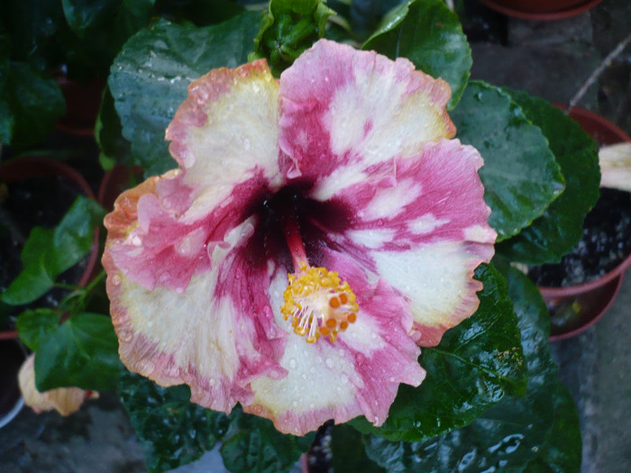 P1180538