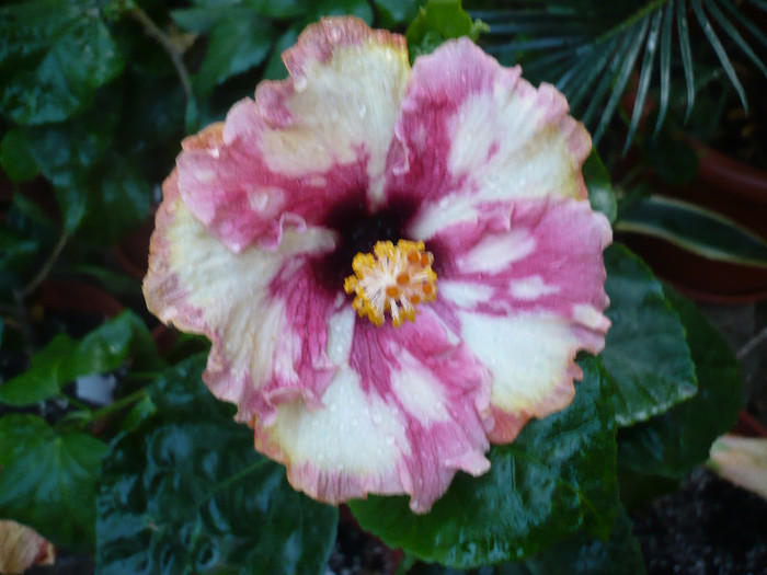 P1180539