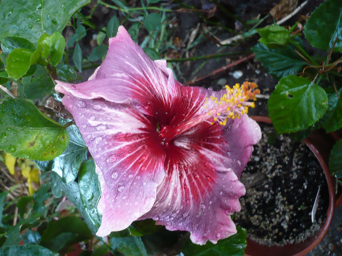 P1180543