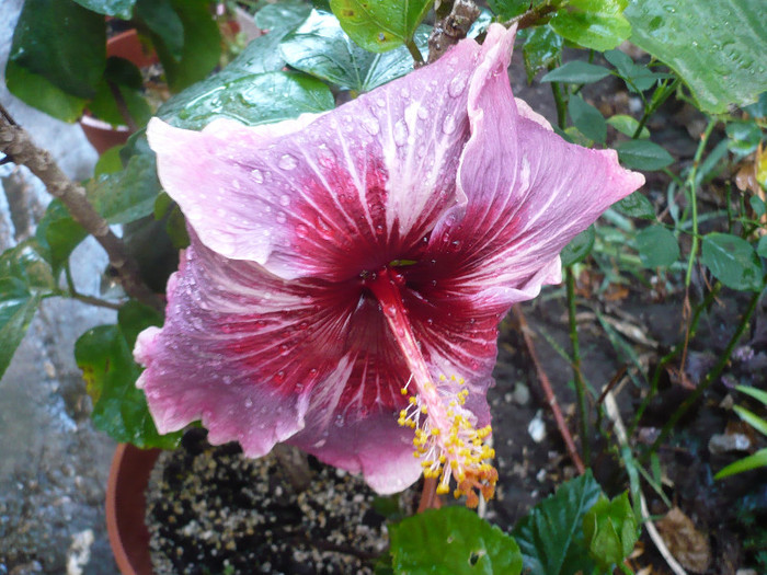P1180544