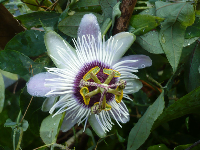 P1180541 - zzz-PASSIFLORA 2012-iesite din colectie