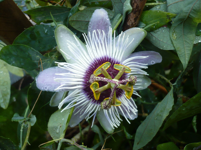 P1180542 - zzz-PASSIFLORA 2012-iesite din colectie