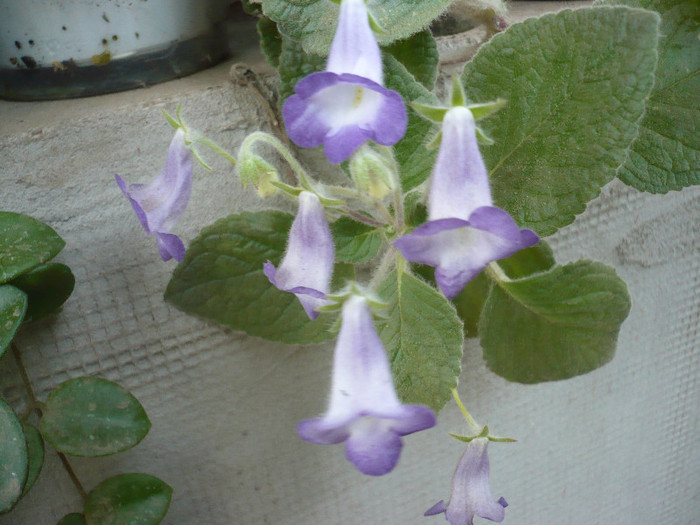 25.09.2012 - zzz-ALTE GESNERIACEAE-iesite din colectie