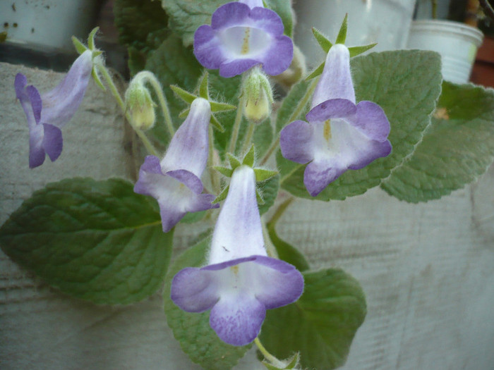 P1180549 - zzz-ALTE GESNERIACEAE-iesite din colectie