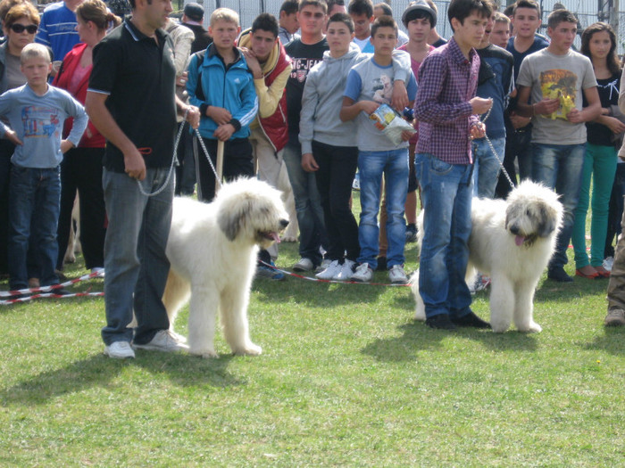 expopastoralis 2012 - 1c Codru de Halip