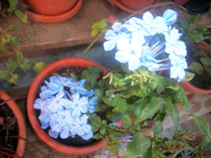 100_4420 - plumbago