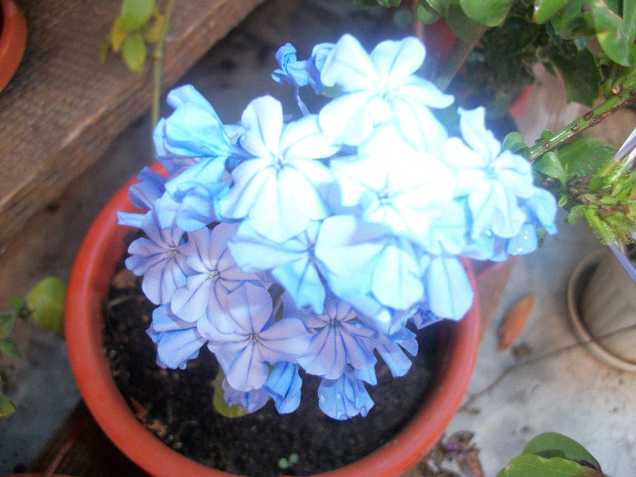 100_4421 - plumbago