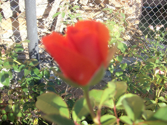 100_4454 - trandafiri 2012