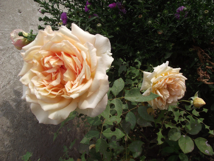 DSCF8816 - crini si trandafiri