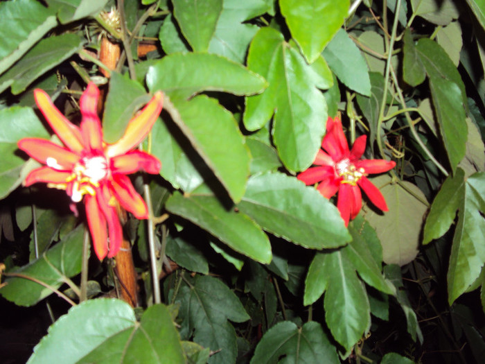 DSC00741 - Passiflora