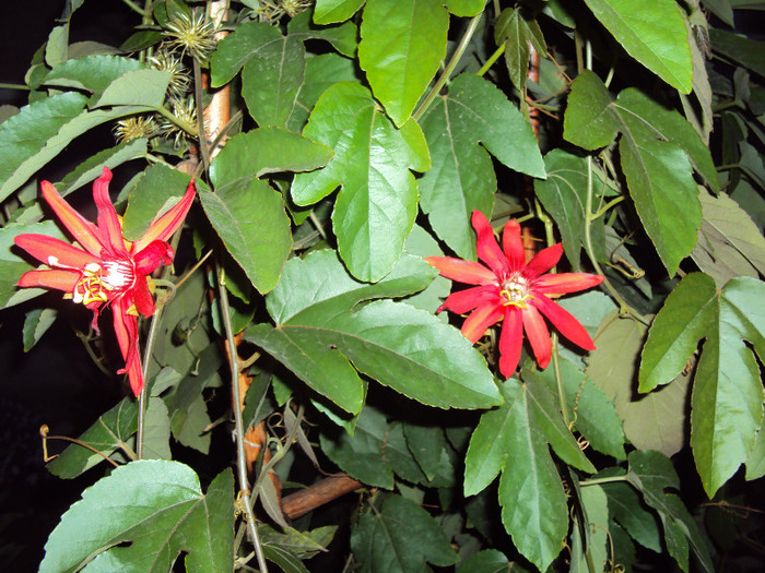 DSC00742 - Passiflora