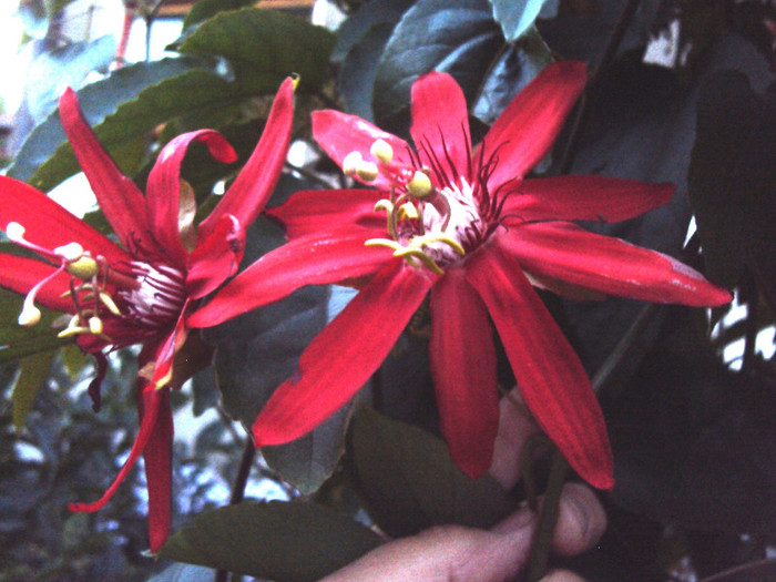 DSC00736 - Passiflora