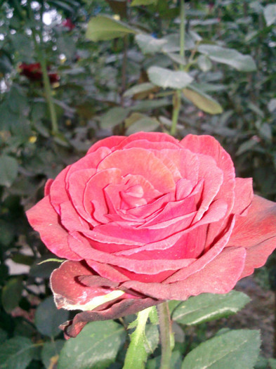 Photo0848 - valul III de inflorire