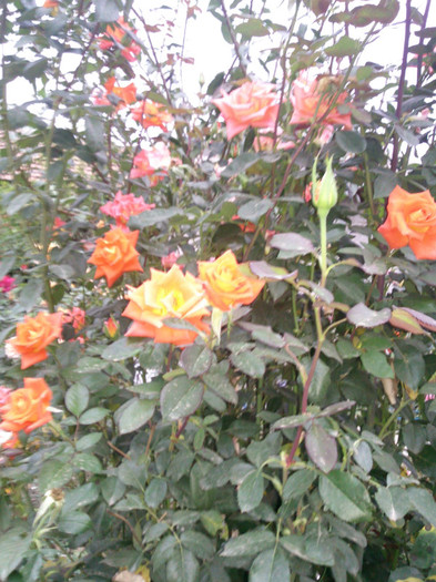 Photo0855 - valul III de inflorire