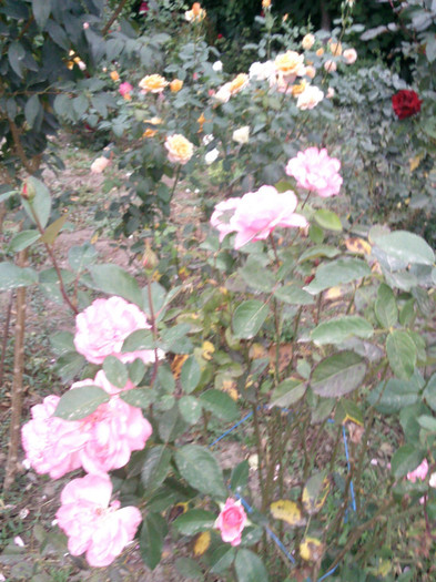 Photo0856 - valul III de inflorire