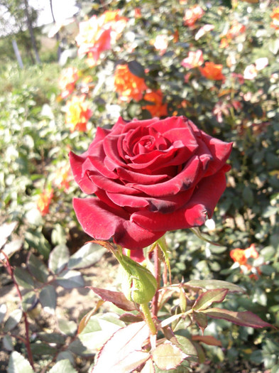 Photo0889 - valul III de inflorire