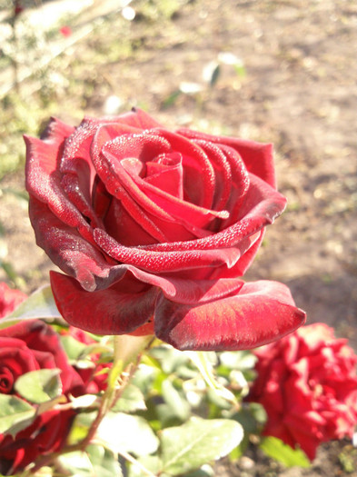 Photo0890 - valul III de inflorire