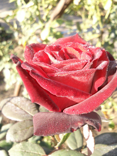 Photo0892 - valul III de inflorire