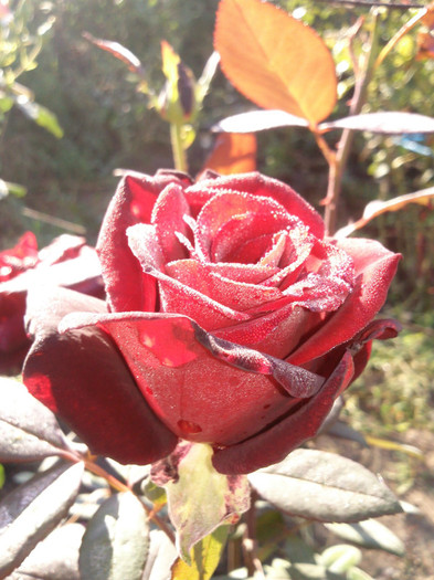 Photo0893 - valul III de inflorire