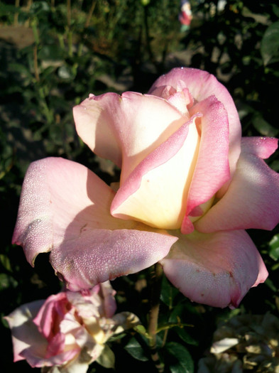 Photo0895 - valul III de inflorire